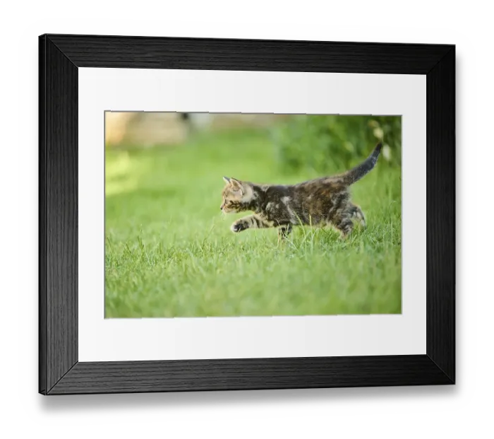 Framed Print : Bengal cat, domestic cat, kitten walking on a meadow Framed Print : Bengal cat, domestic cat, kitten walking on a meadow