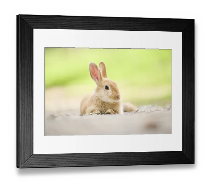 Framed Print : Domesticated rabbit (Oryctolagus cuniculus forma domestica) lying on the ground Framed Print : Domesticated rabbit (Oryctolagus cuniculus forma domestica) lying on the ground