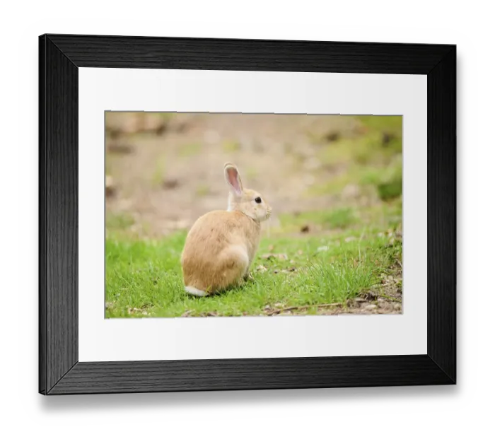 Framed Print : Domesticated rabbit (Oryctolagus cuniculus forma domestica) sitting on a meadow Framed Print : Domesticated rabbit (Oryctolagus cuniculus forma domestica) sitting on a meadow