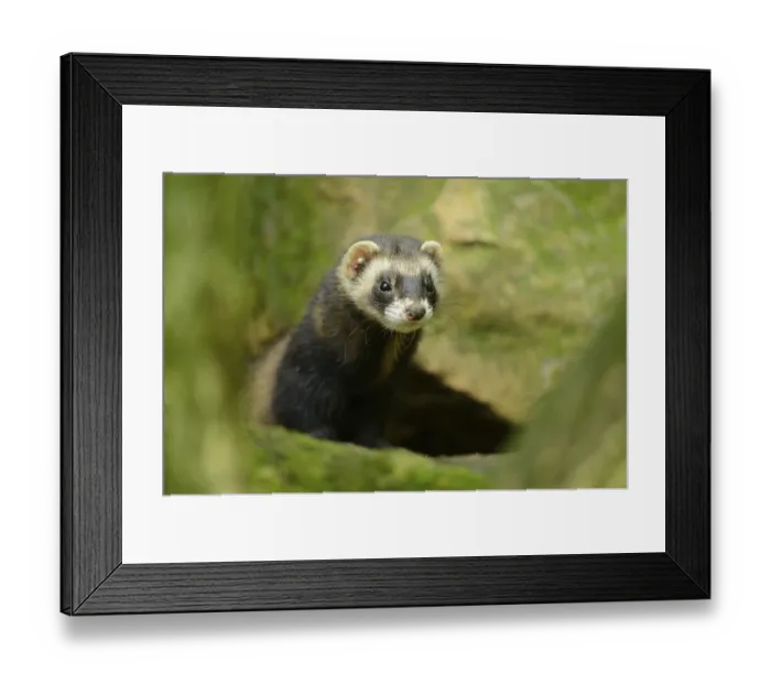 Framed Print : Ferret (Mustela putorius) stands on a rock