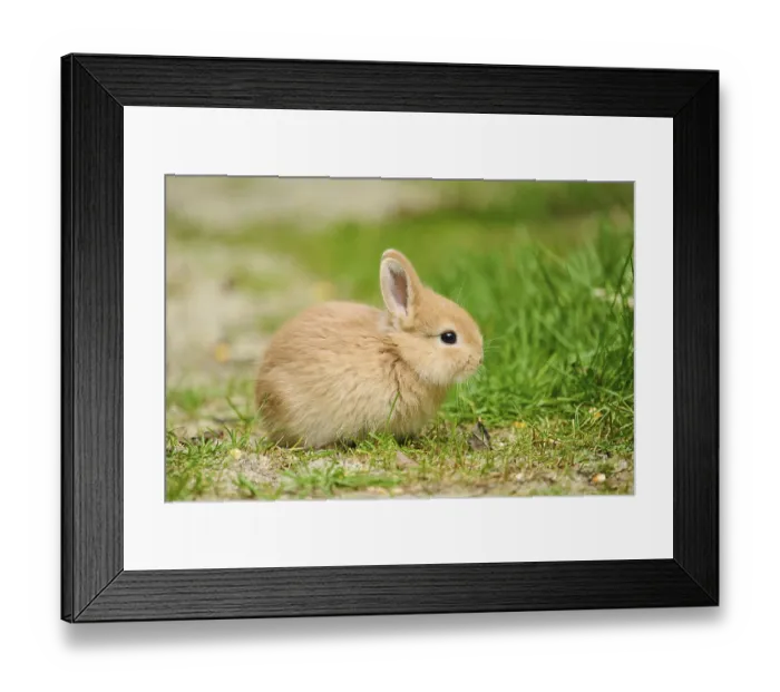 Framed Print : Domesticated rabbit (Oryctolagus cuniculus domesticus) cub on a meadow
