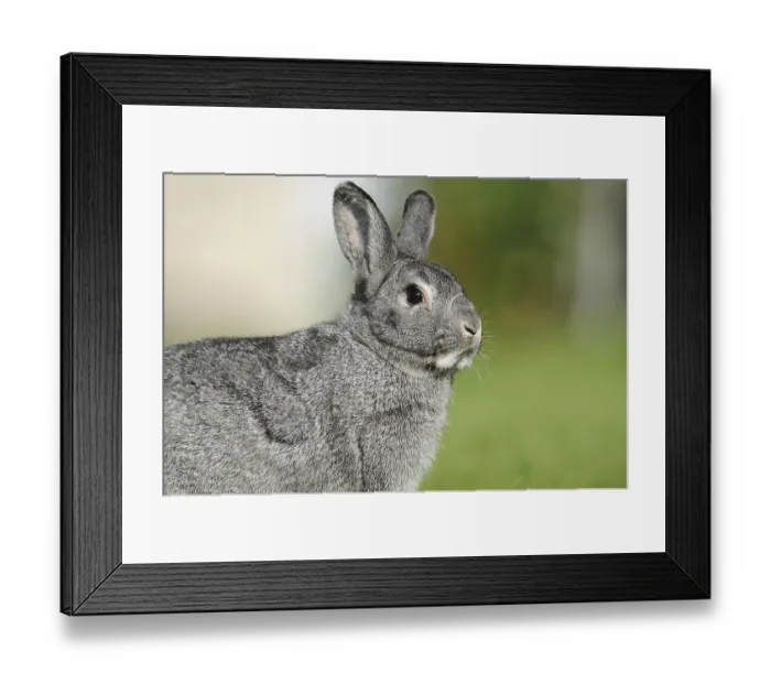 Framed Print : Grey hare in side profile on green meadow
