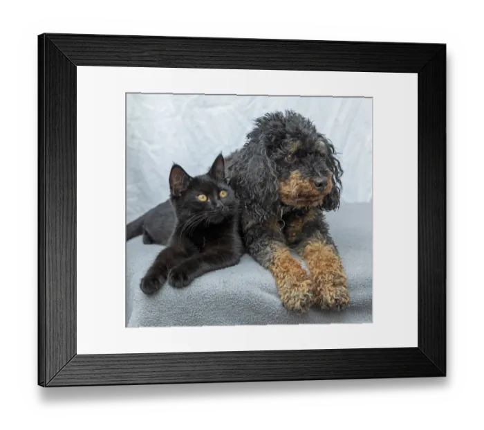 Framed Print : Small poodle, black and tan, and black cat lying next to each other