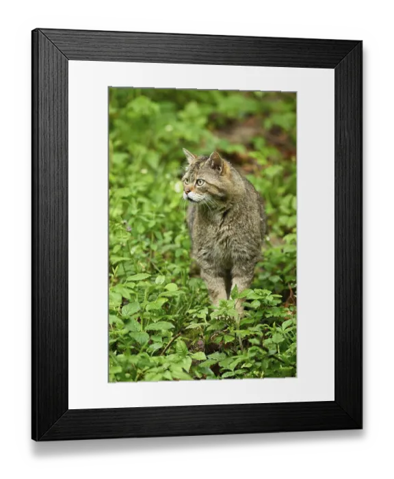 Framed Print : European wildcat (Felis silvestris) or forest cat