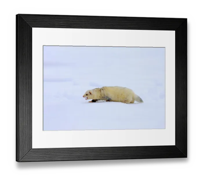 Framed Print : Ferret (Mustela putorius furo)