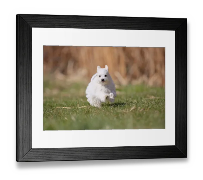 Framed Print : Maltese domestic dog (Canis lupus familiaris)