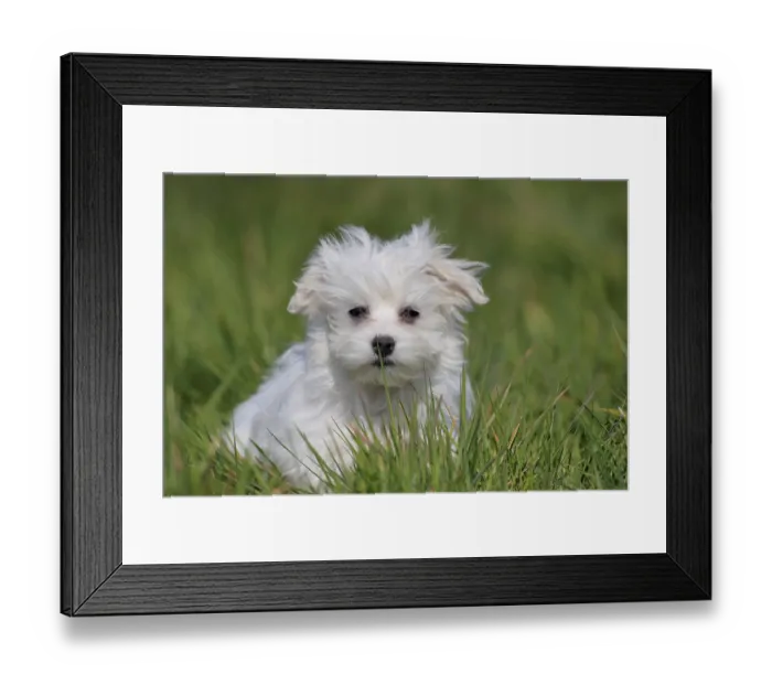 Framed Print : Maltese domestic dog (Canis lupus familiaris)
