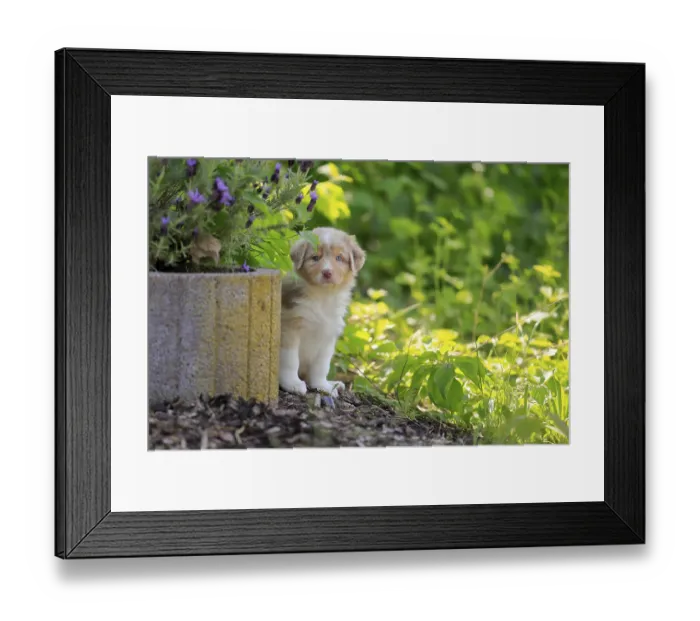 Framed Print : Australian Shepherd domestic dog (Canis lupus familiaris)