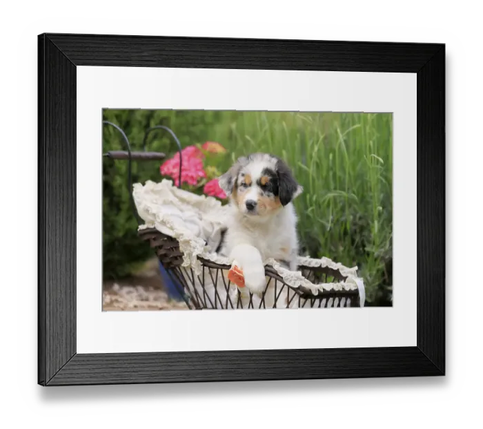 Framed Print : Australian Shepherd domestic dog (Canis lupus familiaris)