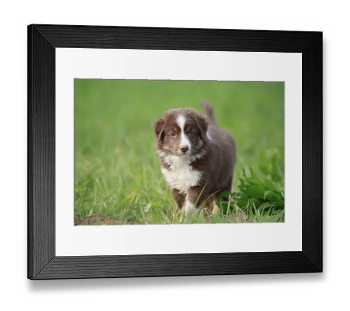 Framed Print : Miniature American Shepherd (Canis lupus familiaris) puppy