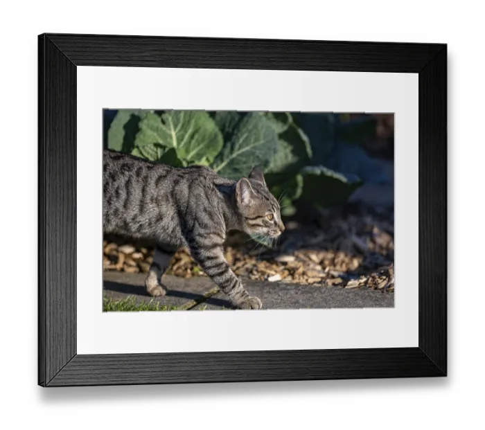 Framed Print : European domestic cat on the move in the vegetable garden in the sunlight Framed Print : European domestic cat on the move in the vegetable garden in the sunlight