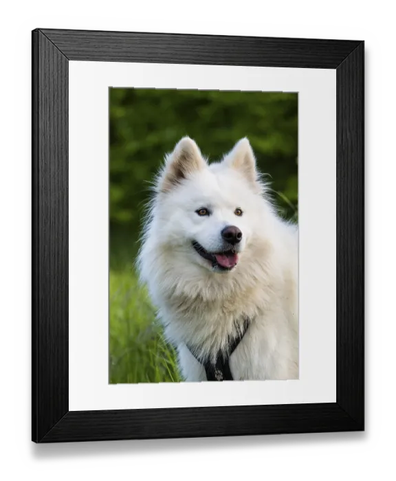 Framed Print : Portrait of a white Samoyed dog Framed Print : Portrait of a white Samoyed dog