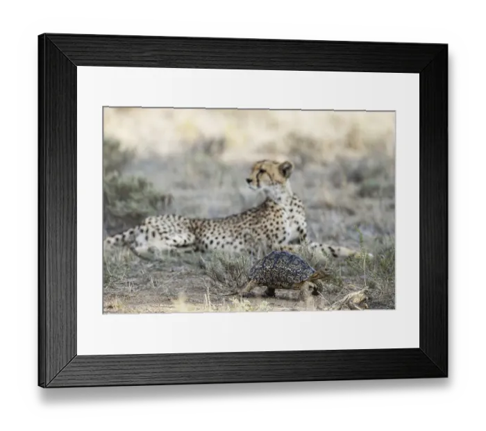 Framed Print : Leopard Tortoise (Stigmochelys pardalis) Framed Print : Leopard Tortoise (Stigmochelys pardalis)