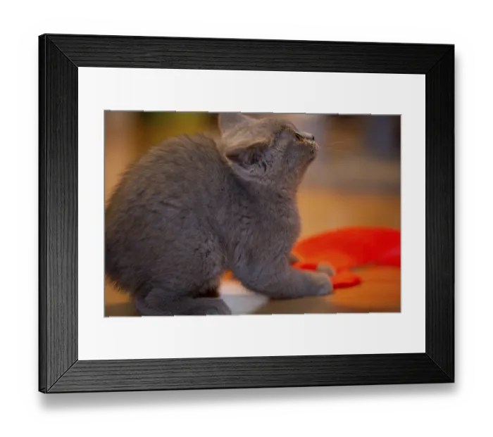 Framed Print : Close-up of a twelve-week-old BKH kitten (British Shorthair)
