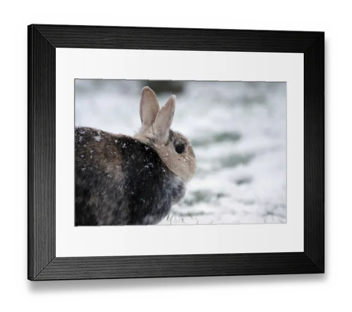Framed Print : Rabbit (Oryctolagus cuniculus domestica)