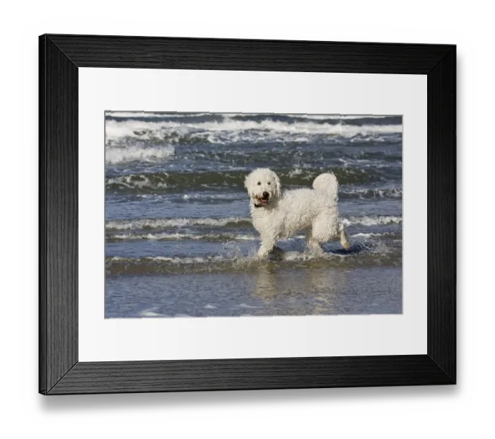 Framed Print : Dog, mixed-breed, running in the water on the beach Framed Print : Dog, mixed-breed, running in the water on the beach
