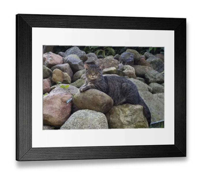 Framed Print : Felidae (Felis silvestris catus) Framed Print : Felidae (Felis silvestris catus)