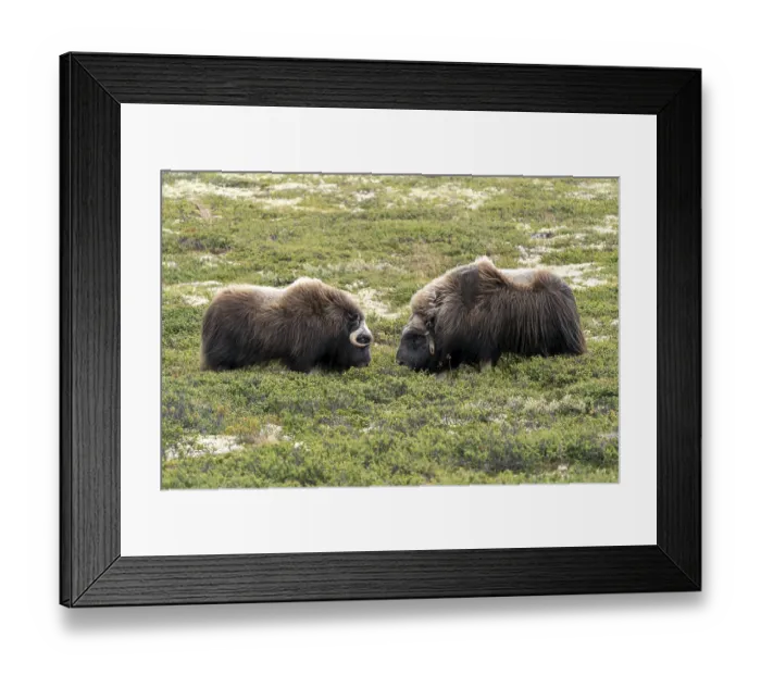 Framed Print : Two musk oxen (Ovibos moschatus)