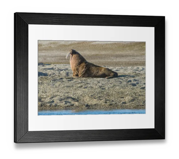 Framed Print : Walrus (Odobenus rosmarus), lies on gravel bank