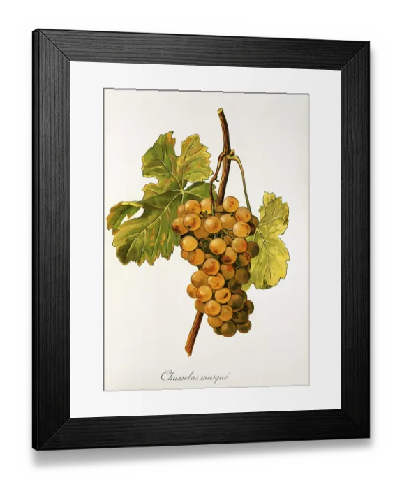 Framed Print : Ampelography, grape variety, oenology