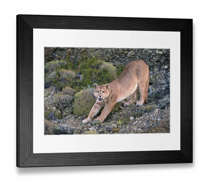 Framed Print : Cougar (Felis concolor patagonica) wbl