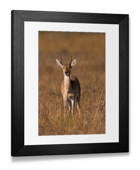 Framed Print : Bohor reedbuck (Redunca redunca) mll Botswana Framed Print : Bohor reedbuck (Redunca redunca) mll Botswana