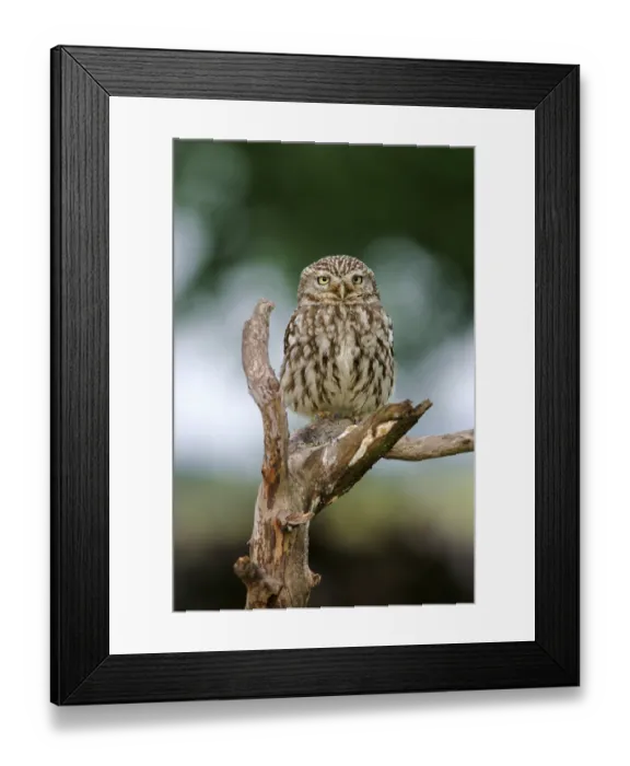 Framed Print : Little owl (Athene noctua) on its perch Framed Print : Little owl (Athene noctua) on its perch