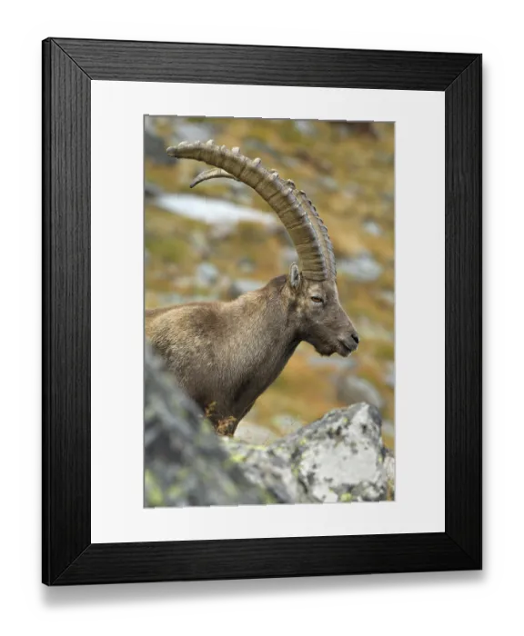 Framed Print : Alpine ibex (Capra ibex)