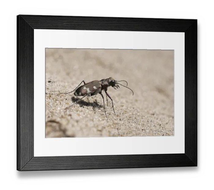 Framed Print : Northern dune tiger beetle (Cicindela hybrida) running across the loose sandy surface