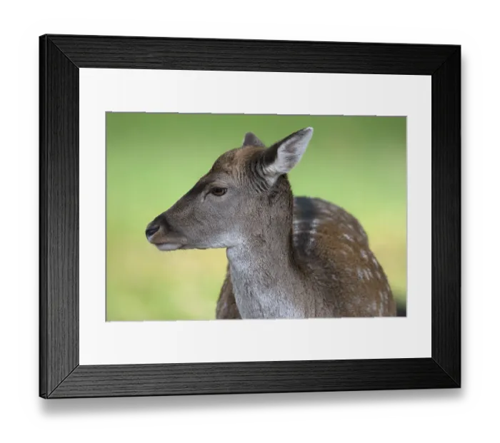 Framed Print : Fallow deer (Dama dama), doe, portrait