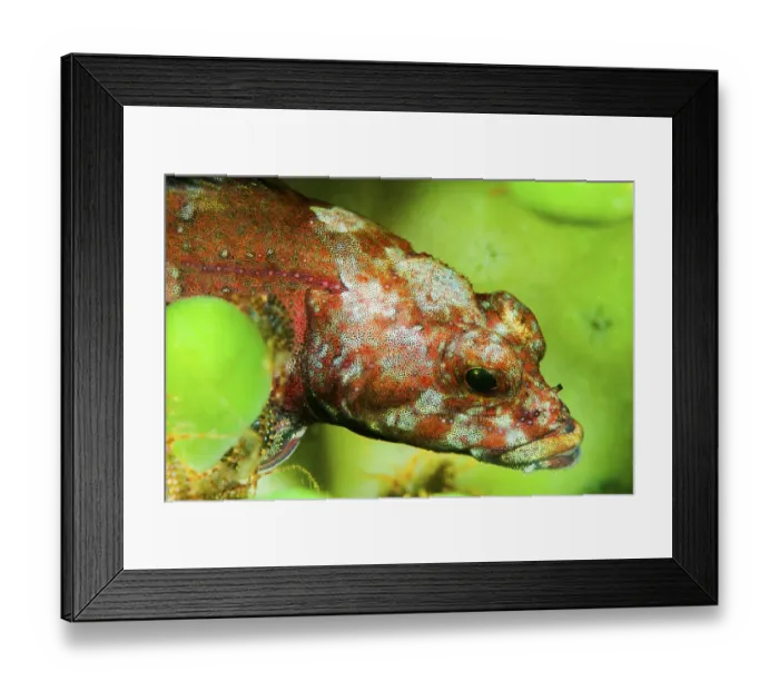 Framed Print : Stone sculpin (Paracottus knerii) on a fresh water sponge