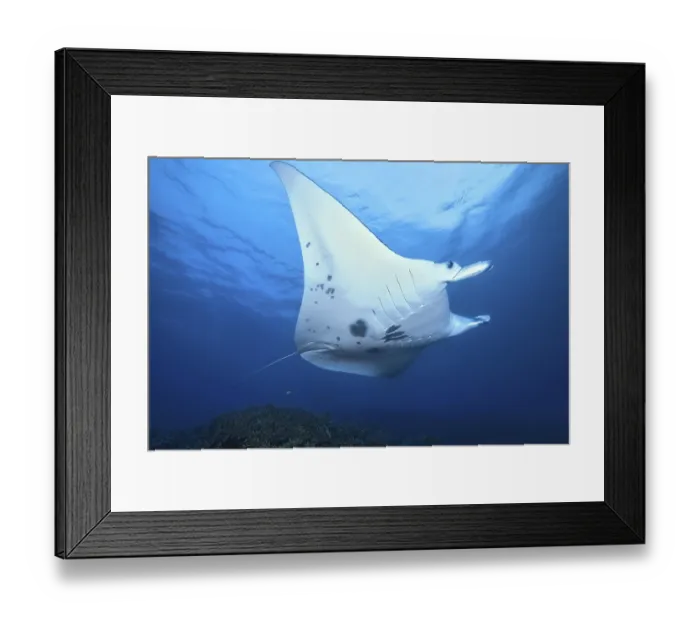 Framed Print : Giant ray (Manta) Framed Print : Giant ray (Manta)