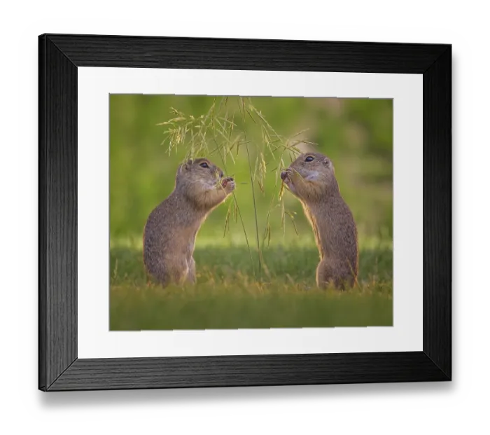Framed Print : European ground squirrel (Spermophilus citellus) foraging Framed Print : European ground squirrel (Spermophilus citellus) foraging