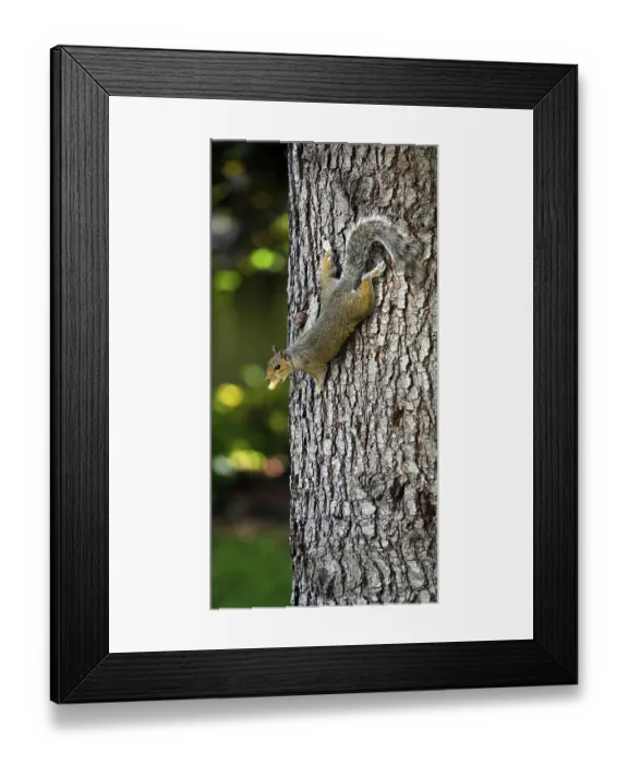 Framed Print : Western American gray squirrel with peanut (Sciurus griseus)