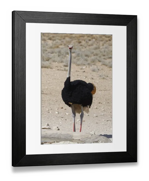 Framed Print : South African ostrich (Struthio camelus australis) Framed Print : South African ostrich (Struthio camelus australis)