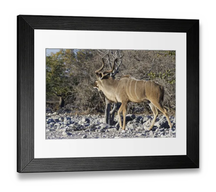 Framed Print : Greater kudu (Tragelaphus strepsiceros)