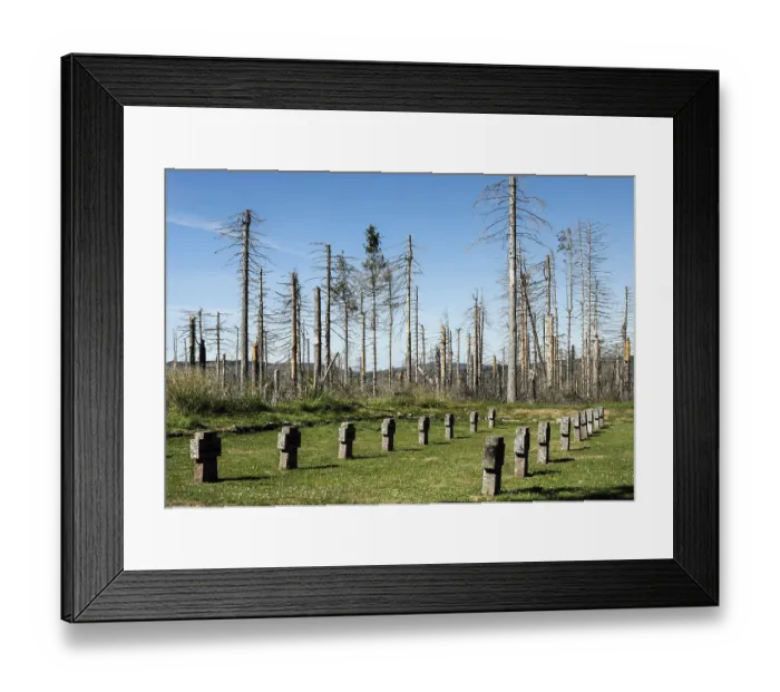 Framed Print : Dead spruce trees stand around a cross at the Oderbrueck war cemetery in the Harz Mountains