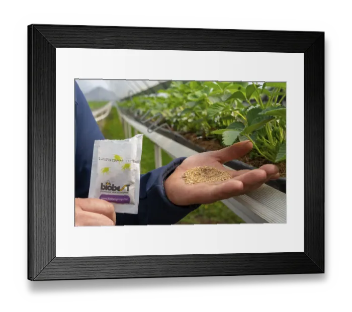 Framed Print : Biological pest control by beneficial Framed Print : Biological pest control by beneficial
