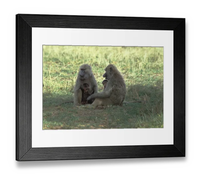 Framed Print : Baboon with babies ( Papio cynocephalus) Framed Print : Baboon with babies ( Papio cynocephalus)