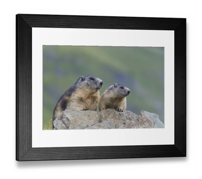 Framed Print : Alpine Marmot (Marmota marmota)