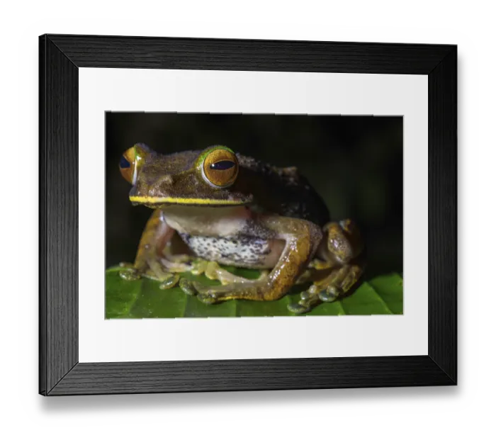 Framed Print : Tree climbing frog species (Boophis albilabris)