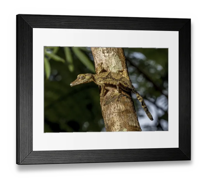 Framed Print : Giant flat-tailed gecko (Uroplatus cf)