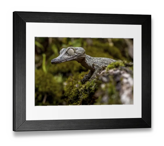 Framed Print : Giant leaf-tailed gecko (Uroplatus giganteus) Framed Print : Giant leaf-tailed gecko (Uroplatus giganteus)