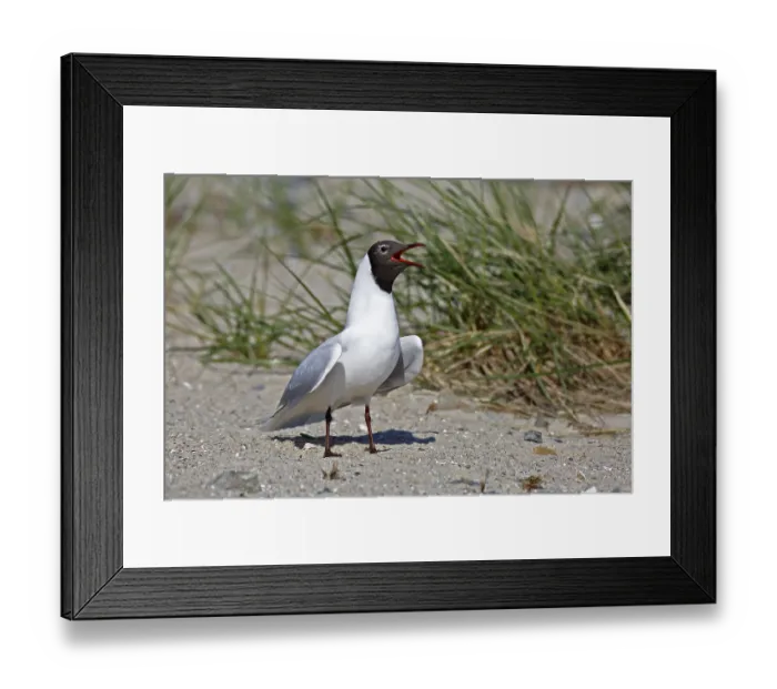 Framed Print : Black-headed Black-headed Gull (Chroicocephalus ridibundus)