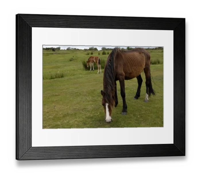 Framed Print : Free-roaming Dartmoor Horse with foal