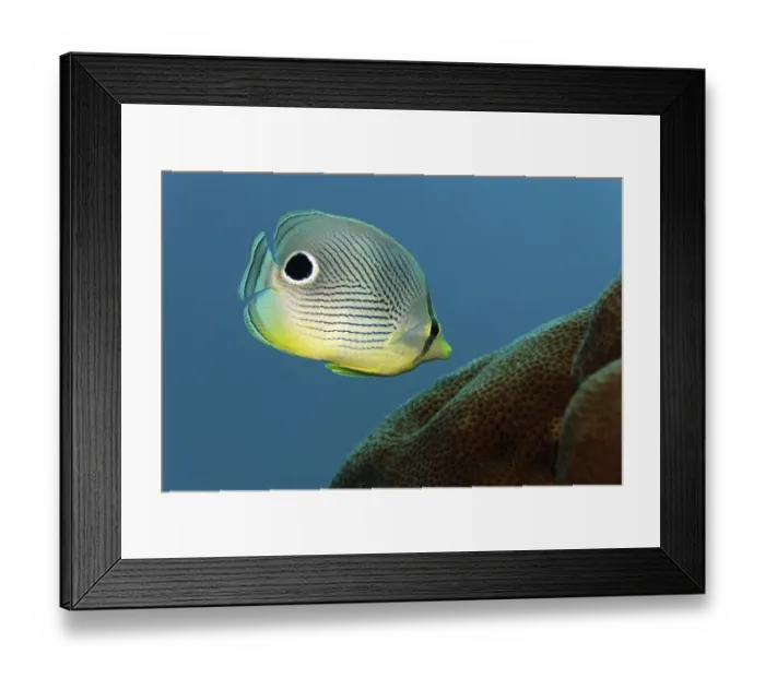 Framed Print : Four-eyed Butterflyfish (Chaetodon capistratus)