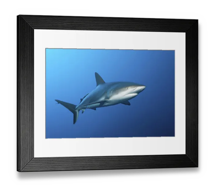 Framed Print : Caribbean reef shark (Carcharhinus perezi) Framed Print : Caribbean reef shark (Carcharhinus perezi)