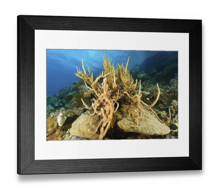 Framed Print : Left, ox heart ascidian (Polycarpa aurata)