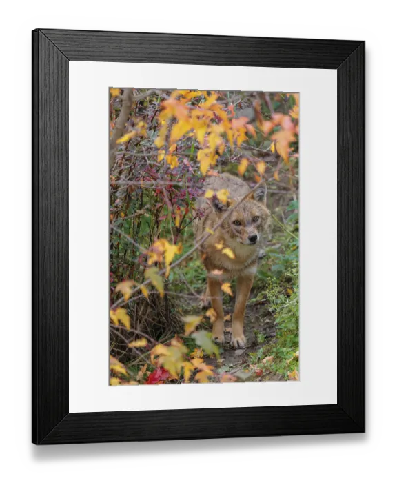 Framed Print : A golden jackal (Canis aureus) stands under a bush in autumn colors Framed Print : A golden jackal (Canis aureus) stands under a bush in autumn colors