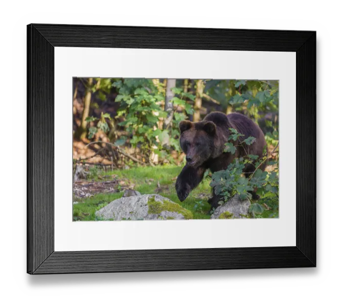 Framed Print : A young male Eurasian brown bear (Ursus arctos arctos) stands on a forest edge behind green vegetation Framed Print : A young male Eurasian brown bear (Ursus arctos arctos) stands on a forest edge behind green vegetation